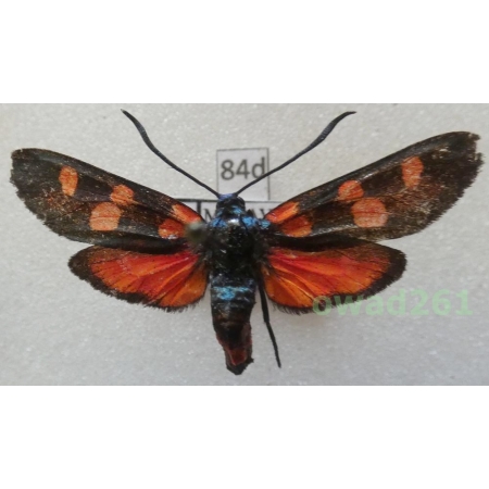 Zygaena lonicerae (Scheven, 1777) Czech84d